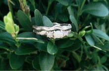 Load image into Gallery viewer, Silver Tree Branch Twig Ring, One wedding Band
